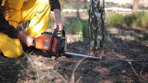 Best Tree Disease Treatment  in Four Oaks, NC