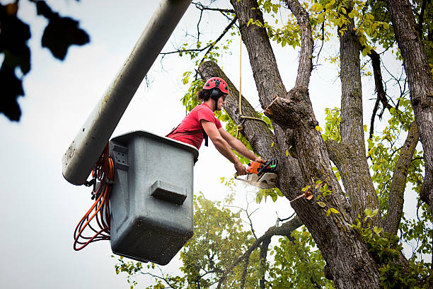 Best Tree Risk Assessment  in Four Oaks, NC