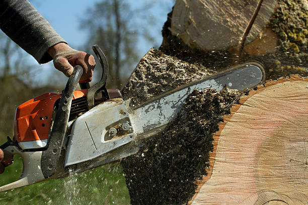 Best Arborist Consultation Services  in Four Oaks, NC